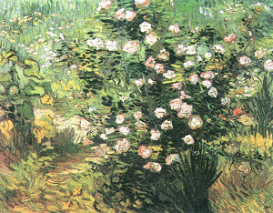Flowering Rosebush